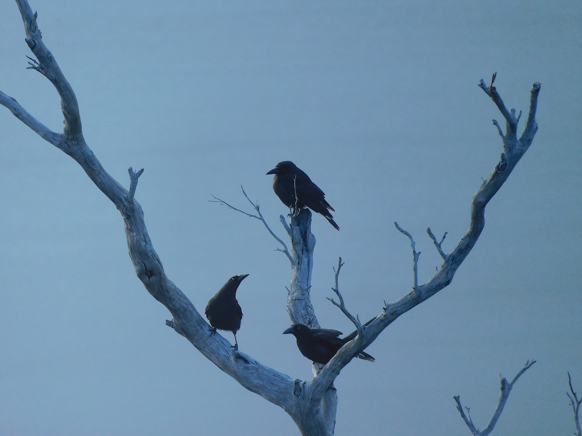 Black Currawong - ML610126342