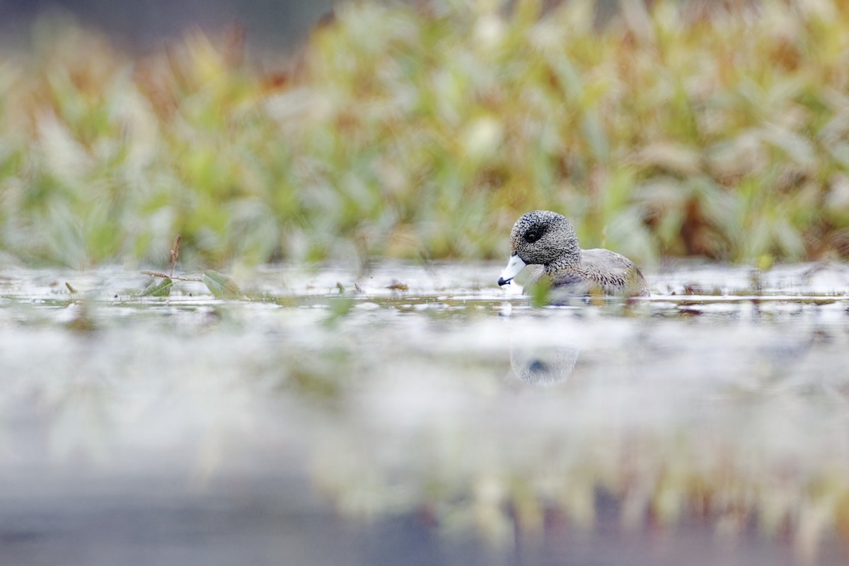 American Wigeon - ML610126349