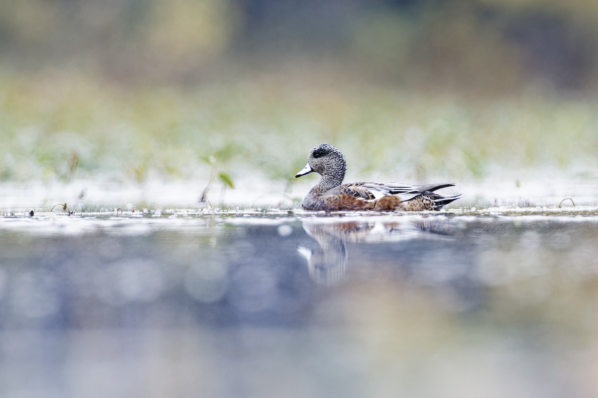 American Wigeon - ML610126350