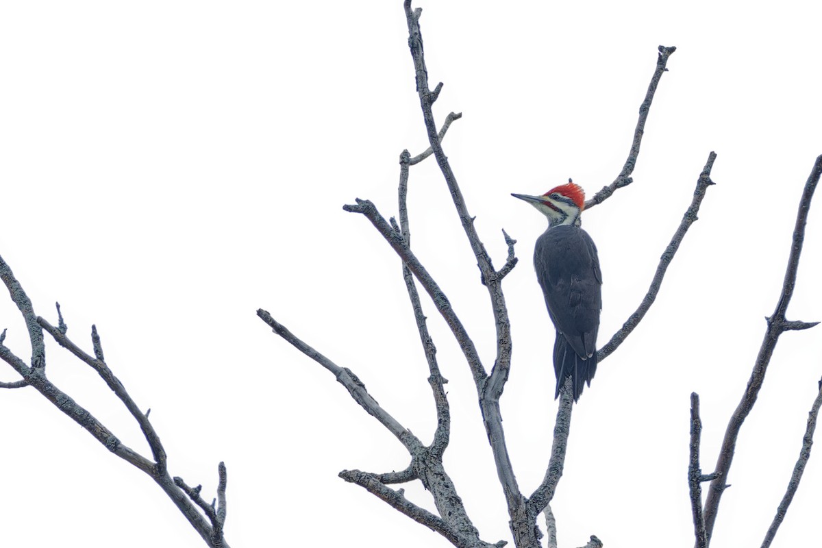 Pileated Woodpecker - ML610126352