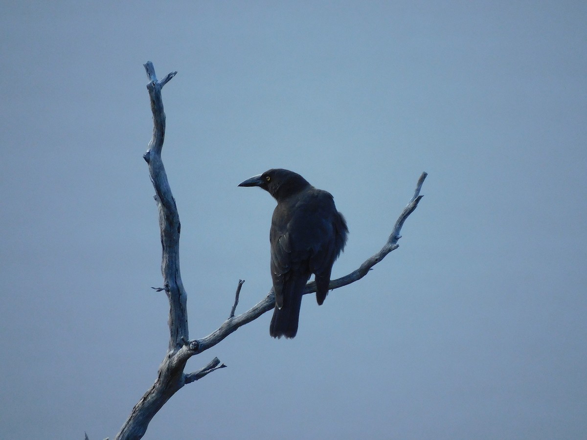 Black Currawong - ML610126362