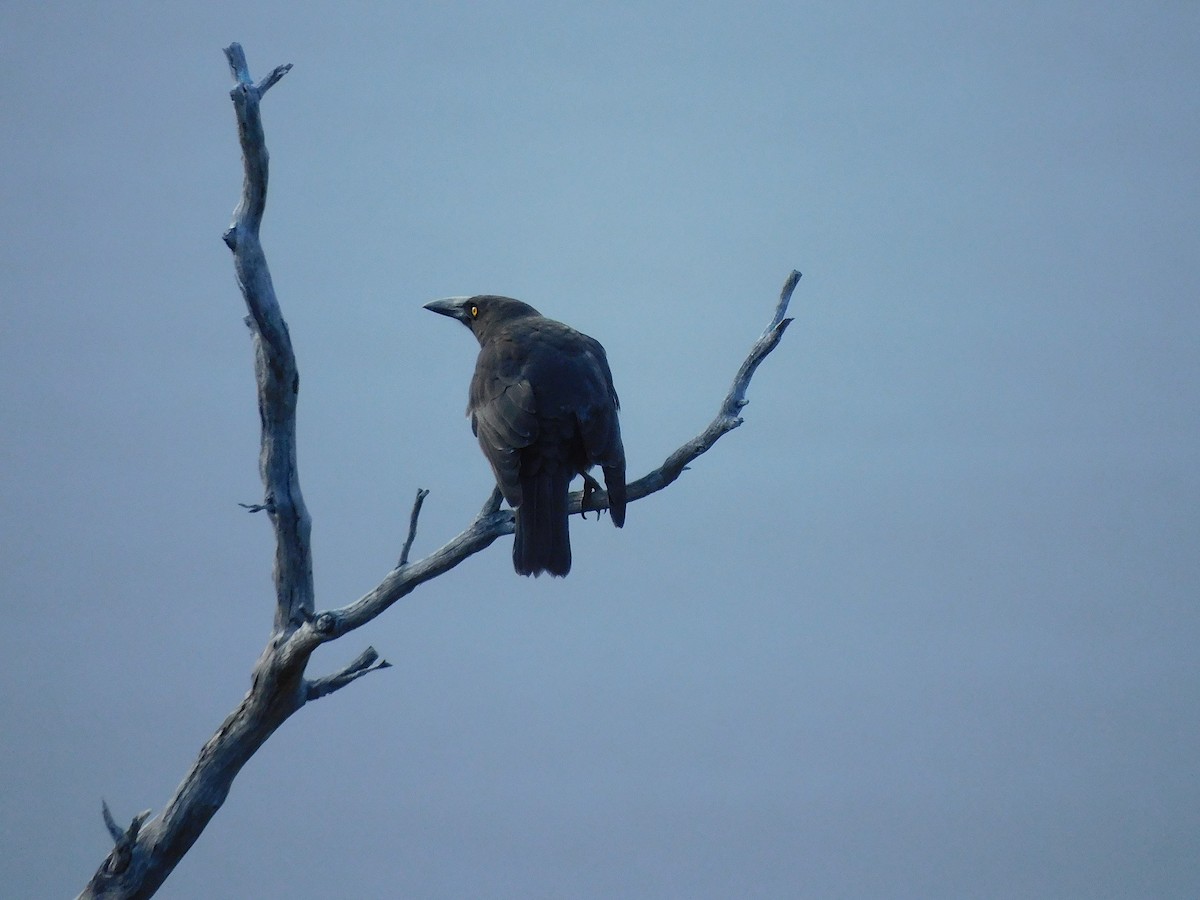 Black Currawong - ML610126407