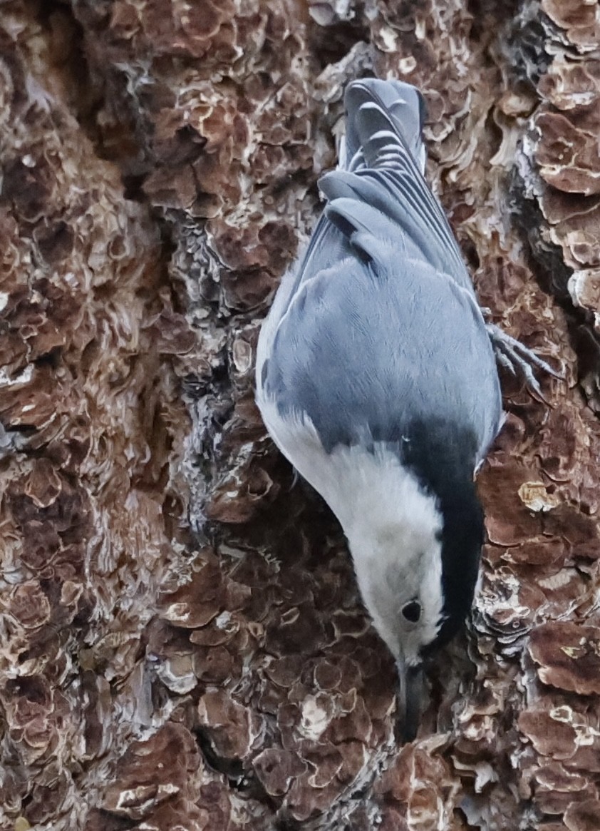 White-breasted Nuthatch - ML610126423