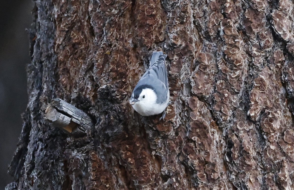 White-breasted Nuthatch - ML610126424