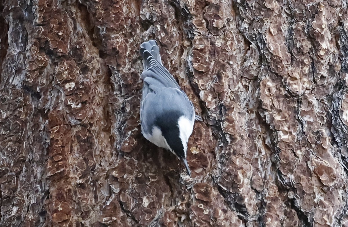 White-breasted Nuthatch - ML610126425