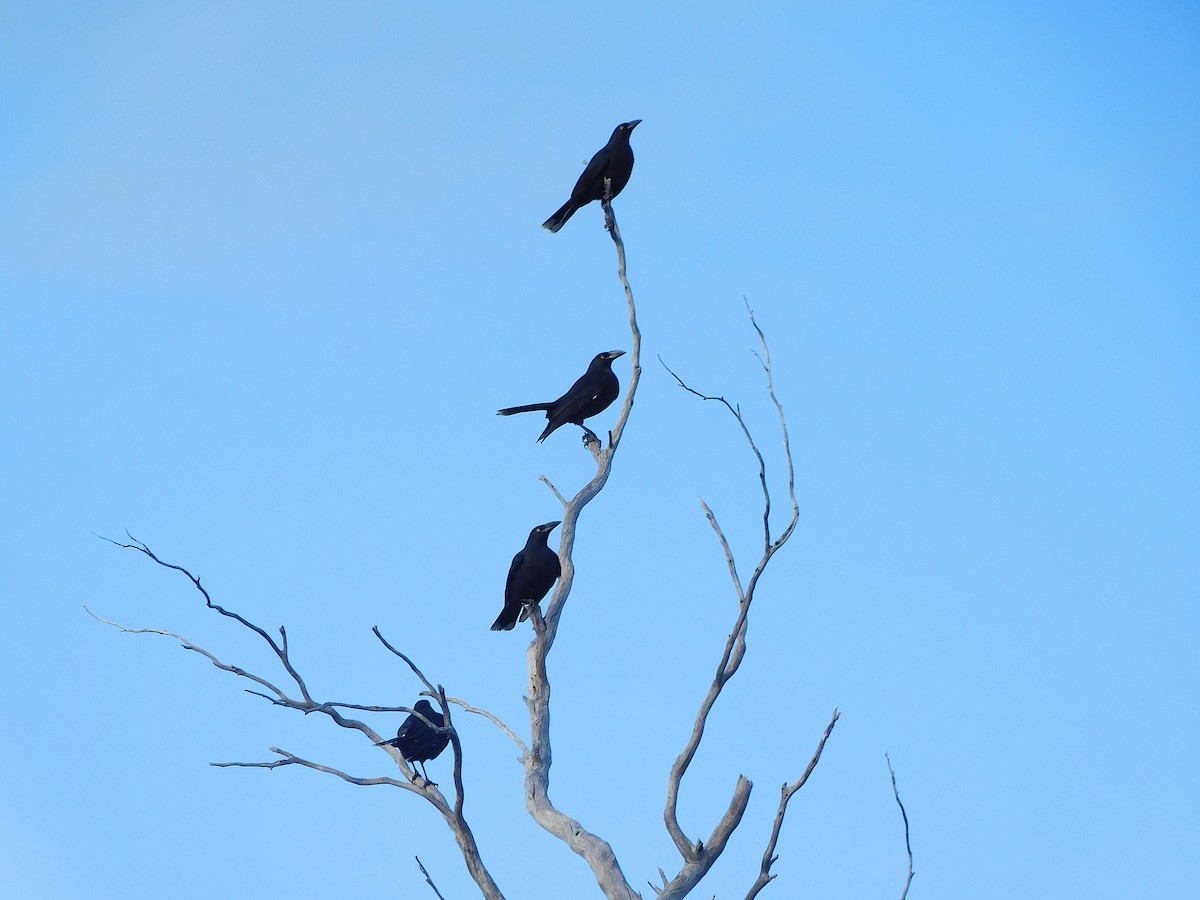 Black Currawong - ML610126427