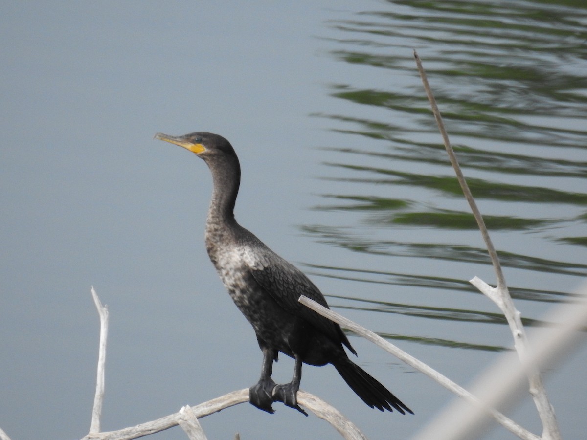 Neotropic Cormorant - ML610126453