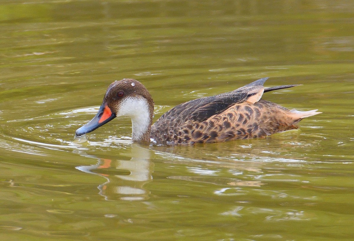 White-cheeked Pintail (Galapagos) - ML610126519