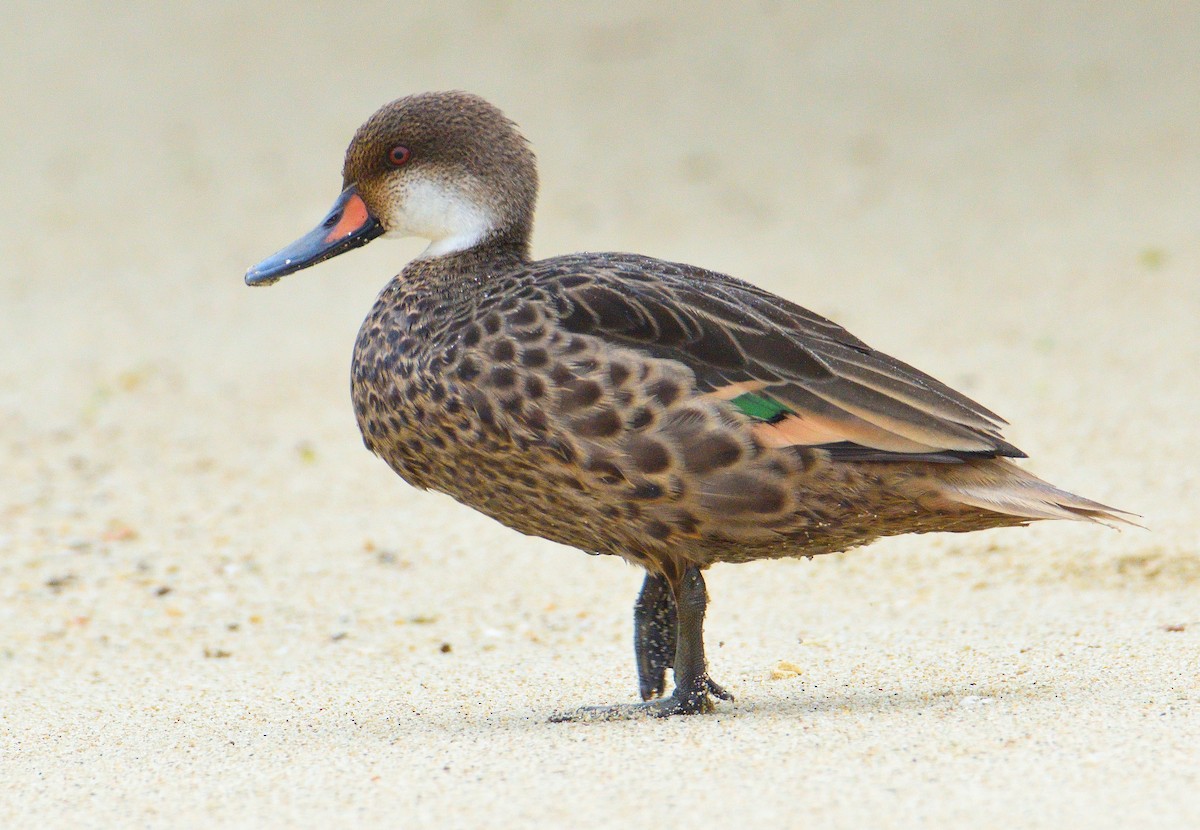White-cheeked Pintail (Galapagos) - ML610126520