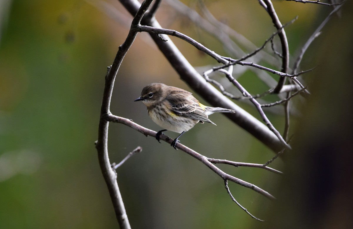 Yellow-rumped Warbler - ML610126537