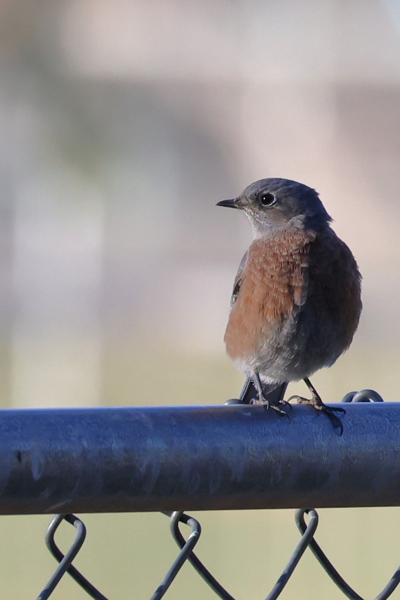 Western Bluebird - ML610126642