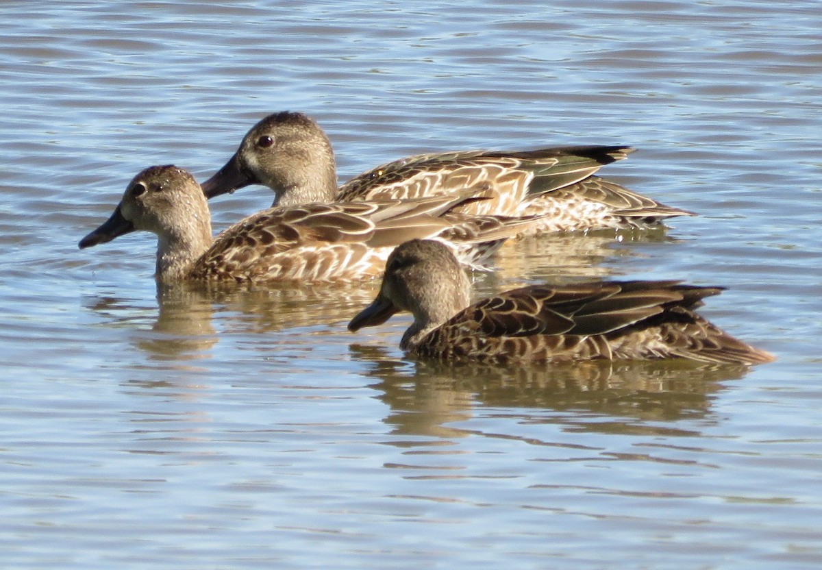 Blue-winged Teal - ML610126677