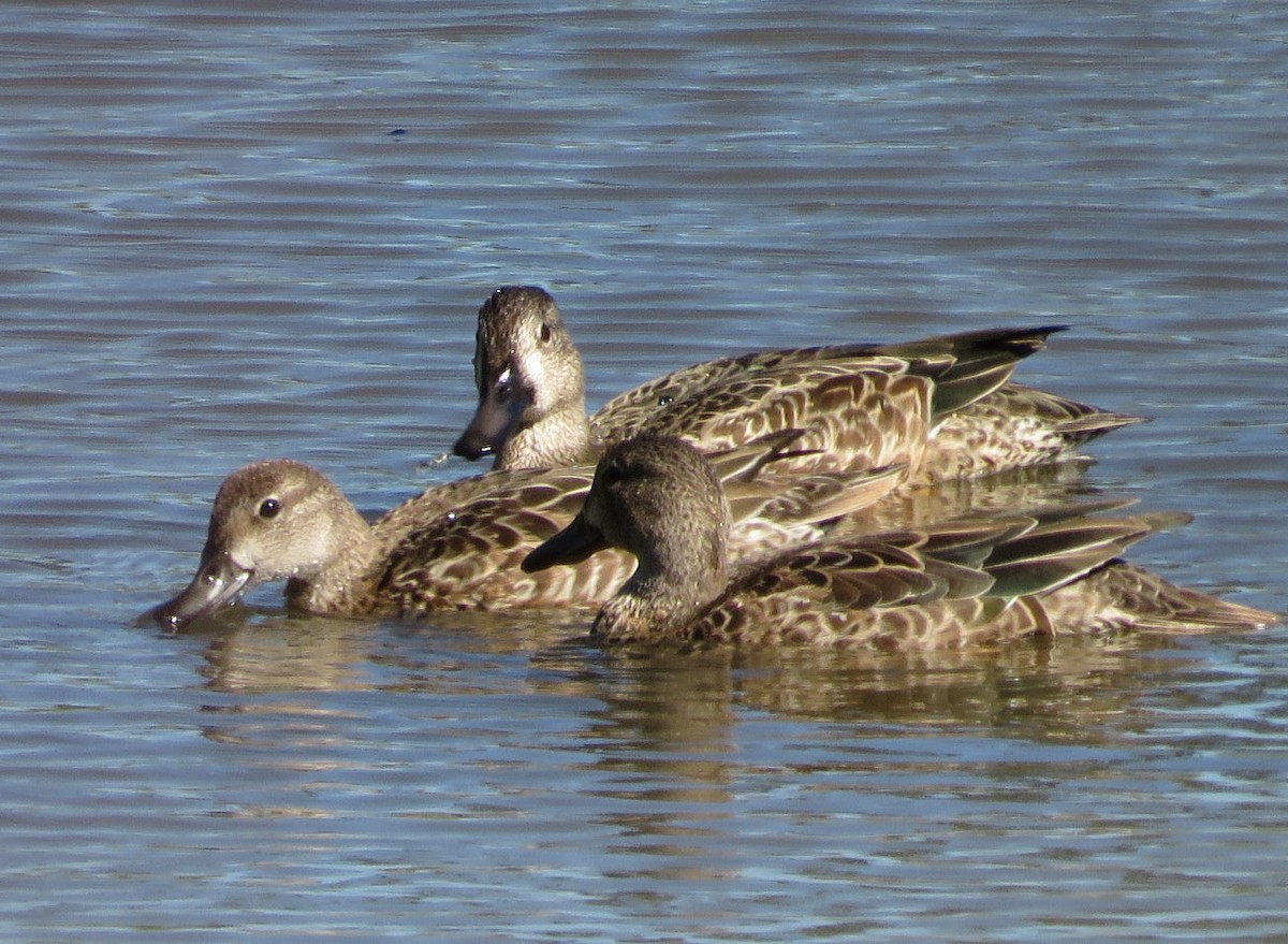 Blue-winged Teal - Deidre Dawson