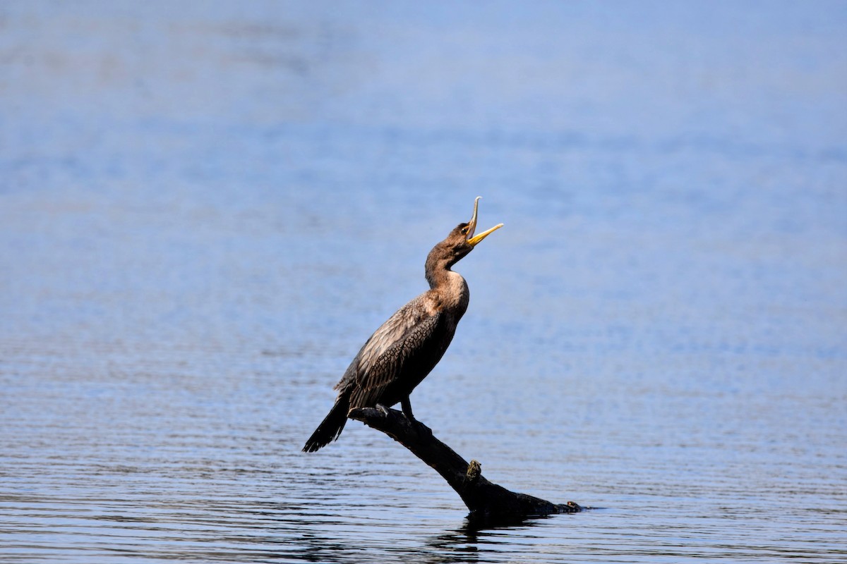 Cormoran à aigrettes - ML610126710