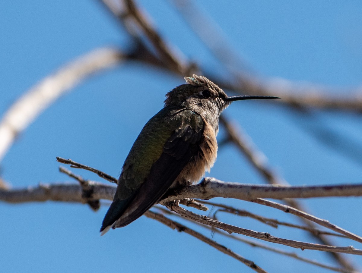 Broad-tailed Hummingbird - ML610126714