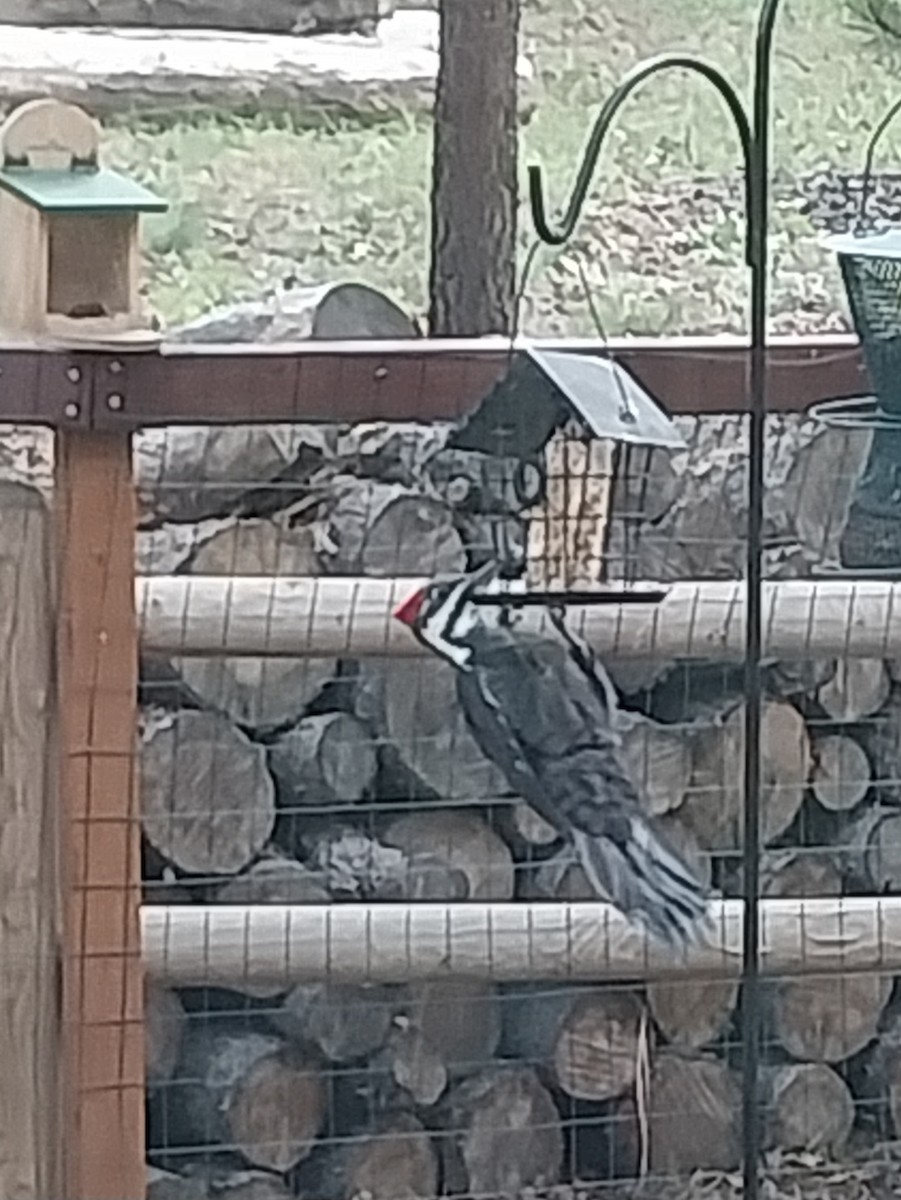 Pileated Woodpecker - ML610127011