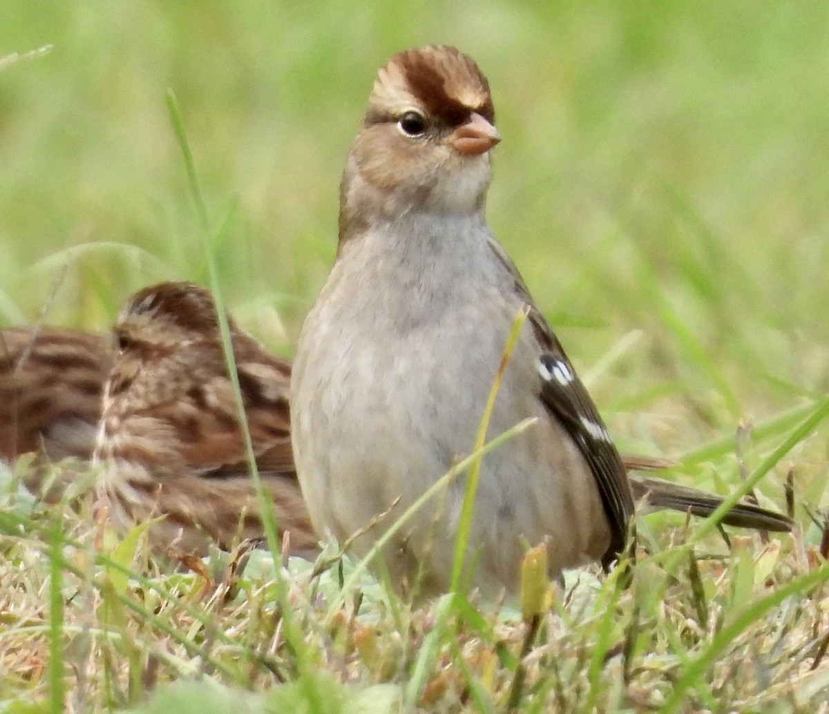 Dachsammer - ML610127034