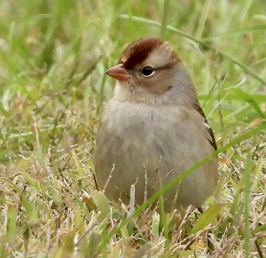 Dachsammer - ML610127035