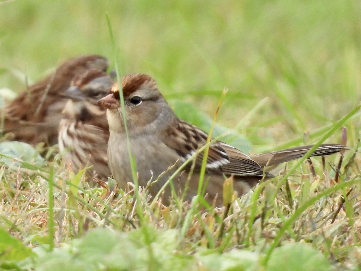 Dachsammer - ML610127036