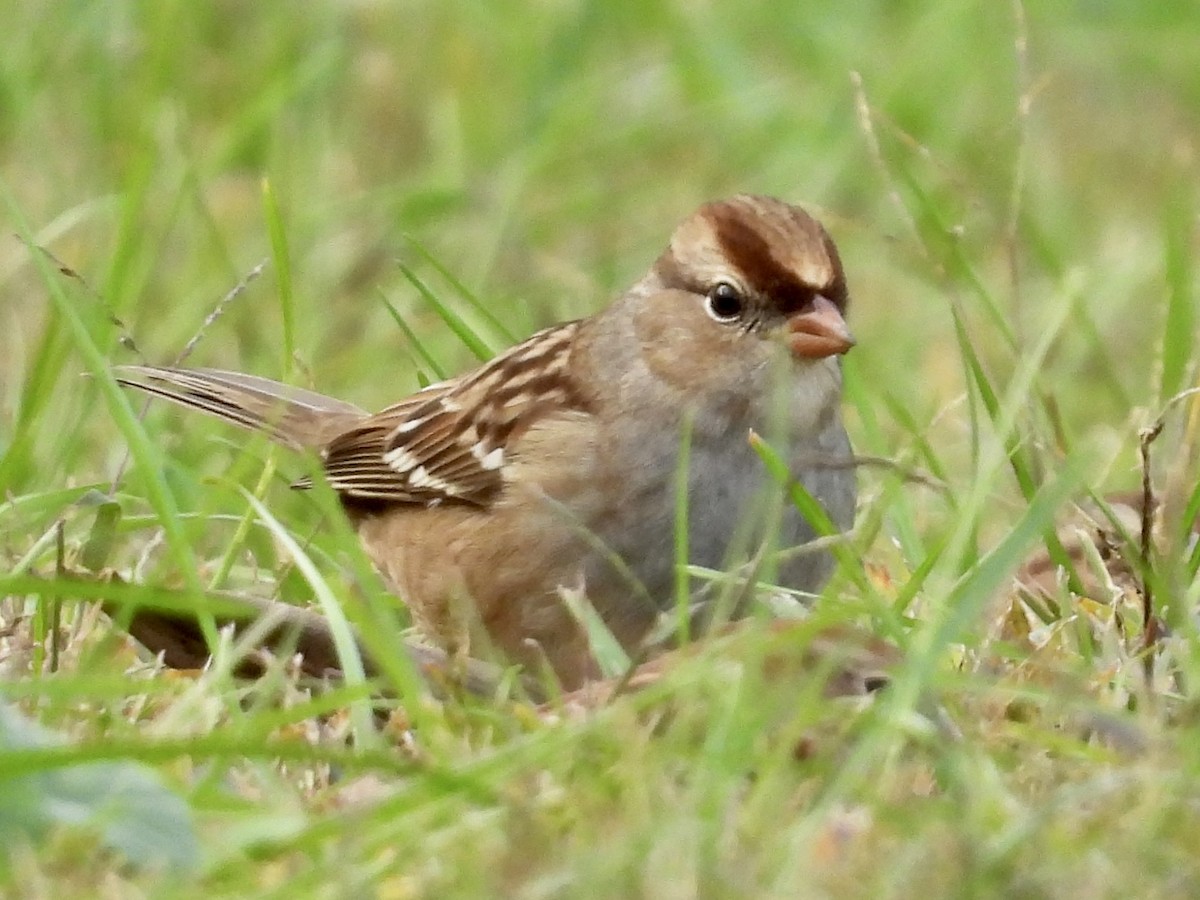 Dachsammer - ML610127037