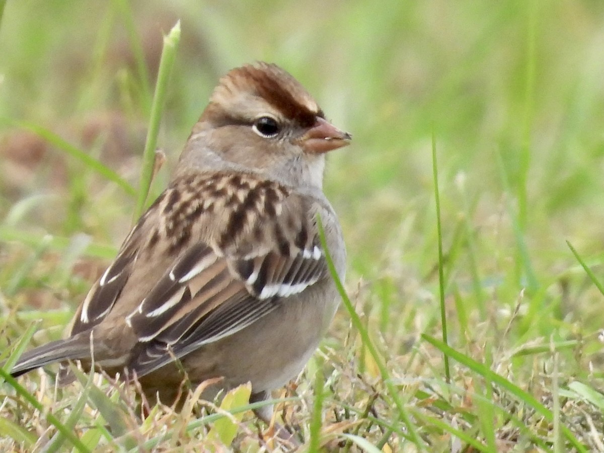 Dachsammer - ML610127038