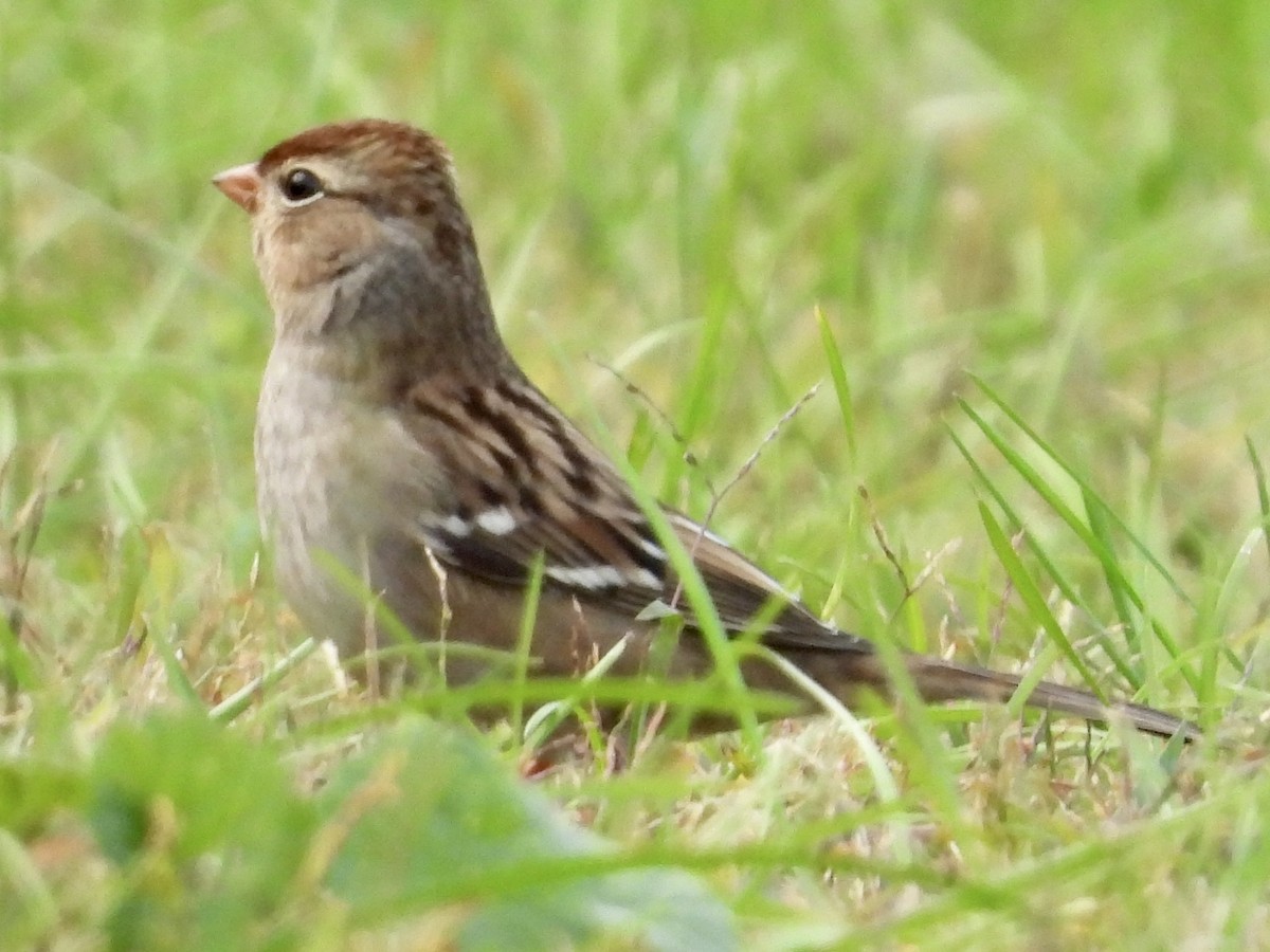 Dachsammer - ML610127039