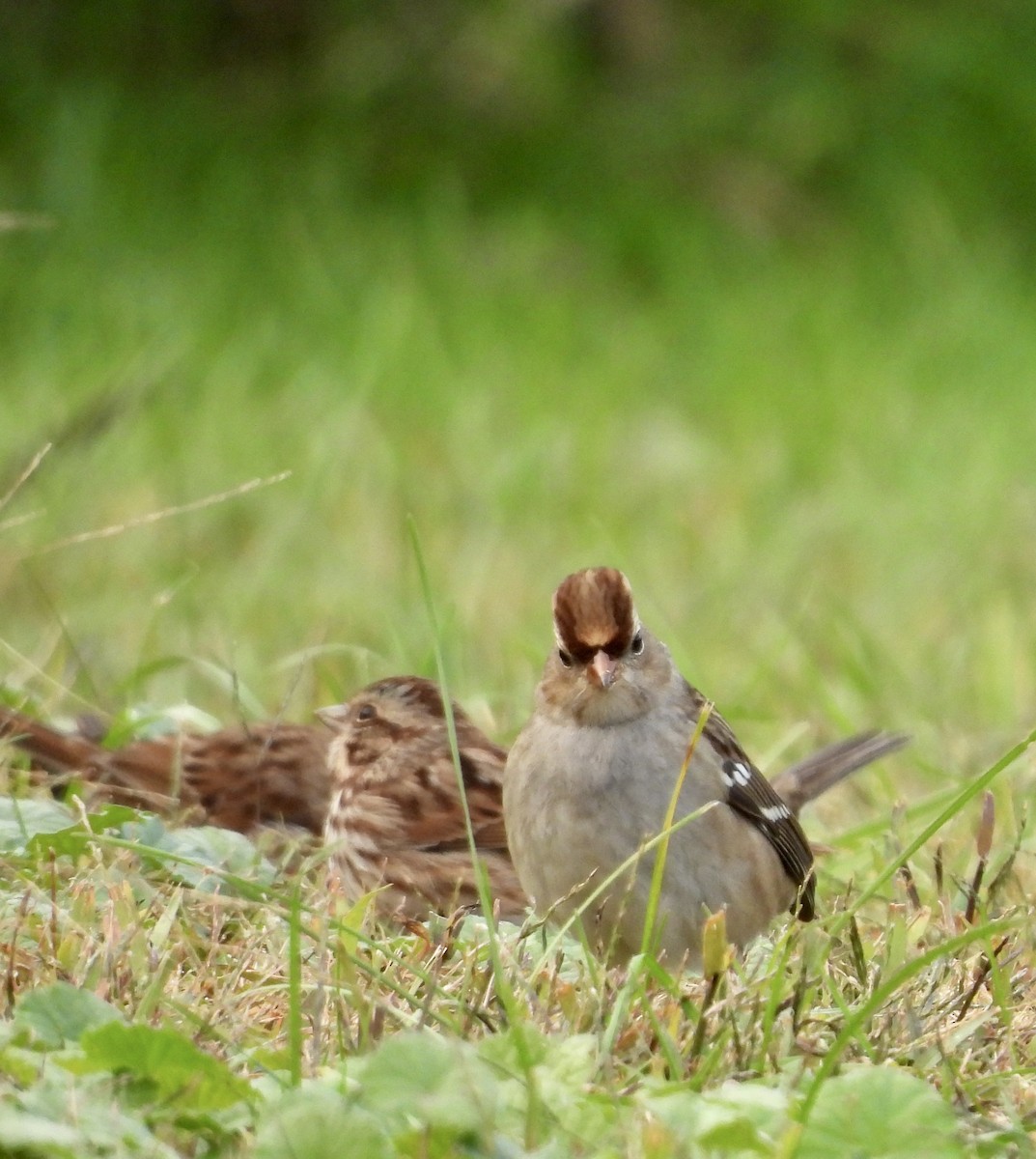 Dachsammer - ML610127040