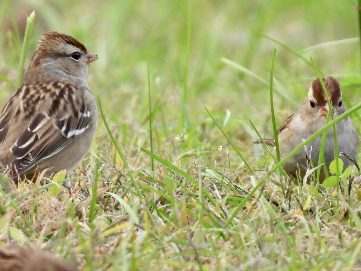 Dachsammer - ML610127041