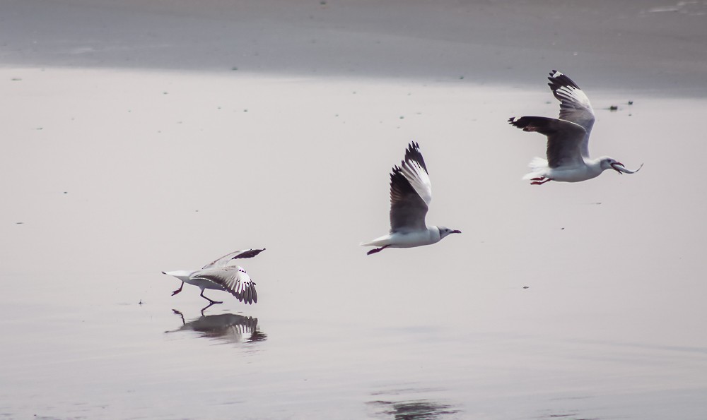 Mouette à tête grise - ML610127116