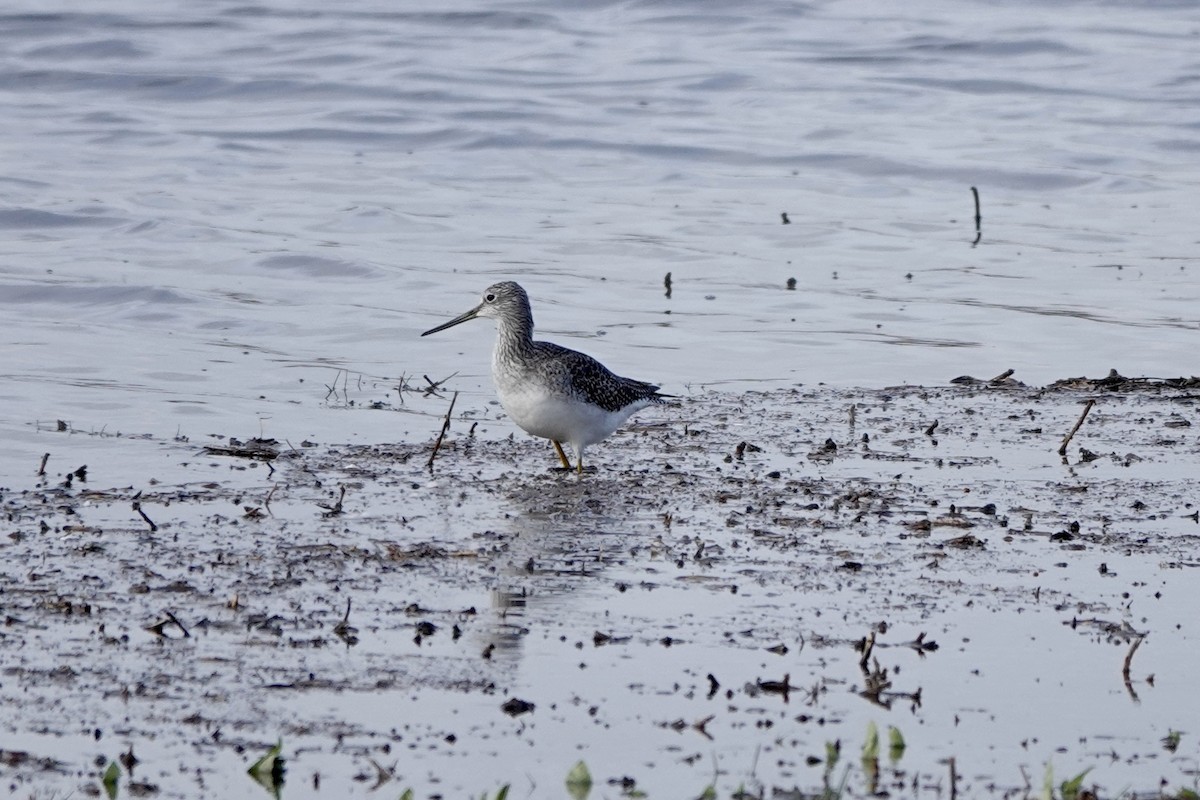 Greater Yellowlegs - ML610127118