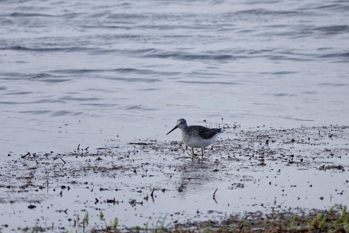 Greater Yellowlegs - ML610127119