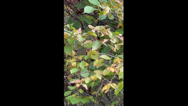 Ruby-crowned Kinglet - ML610127120