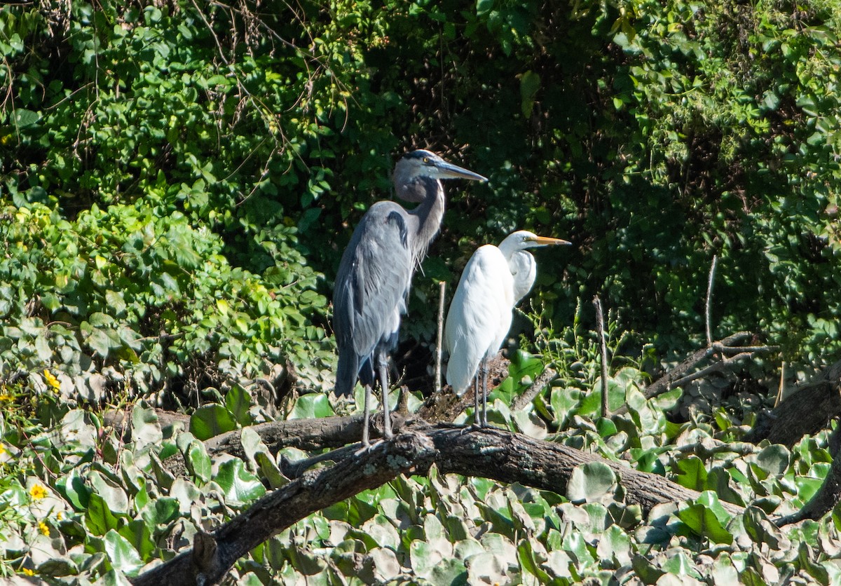 Great Blue Heron - ML610127137