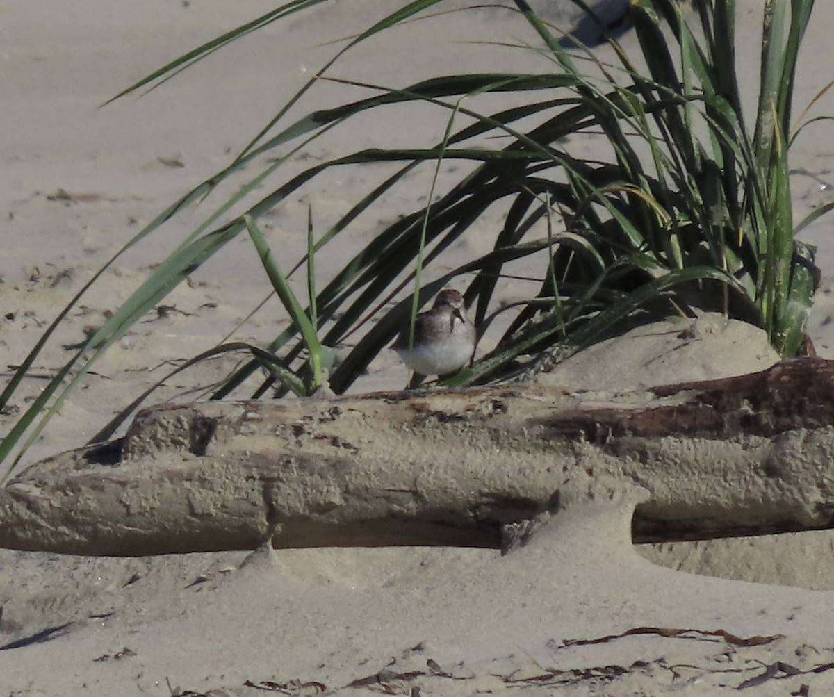 Red-necked Stint - ML610127138