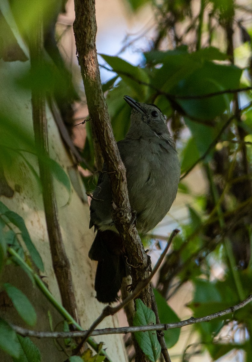 Pájaro Gato Gris - ML610127146