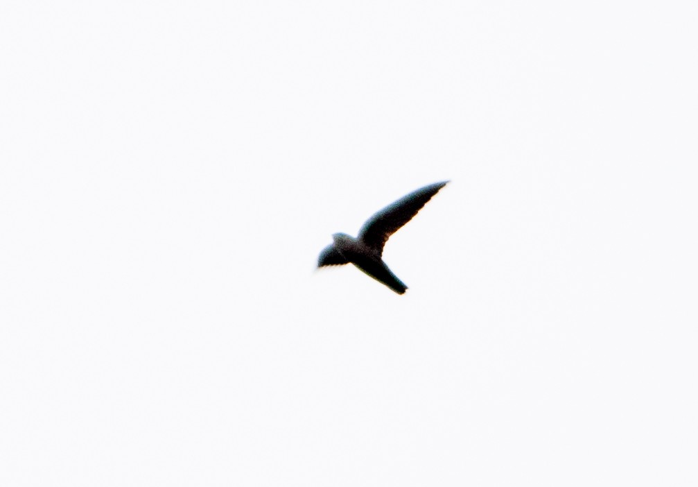 Chimney Swift - ML610127203