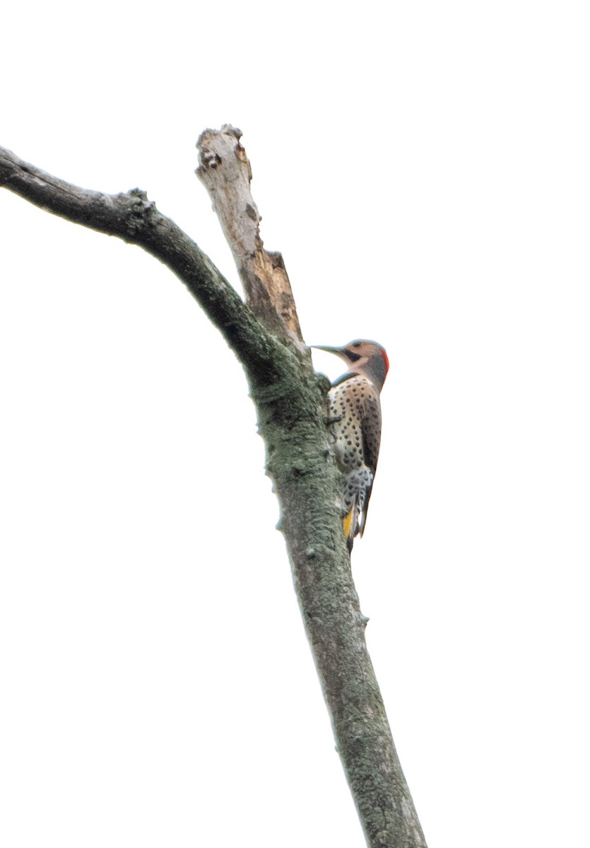 Northern Flicker - ML610127226