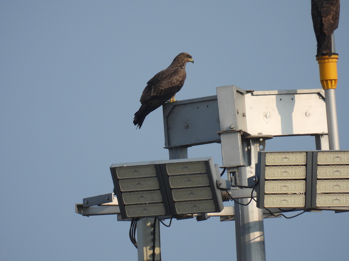 Black Kite - ML610127232