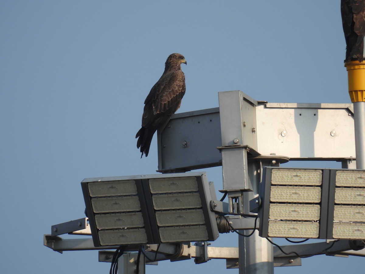 Black Kite - ML610127233