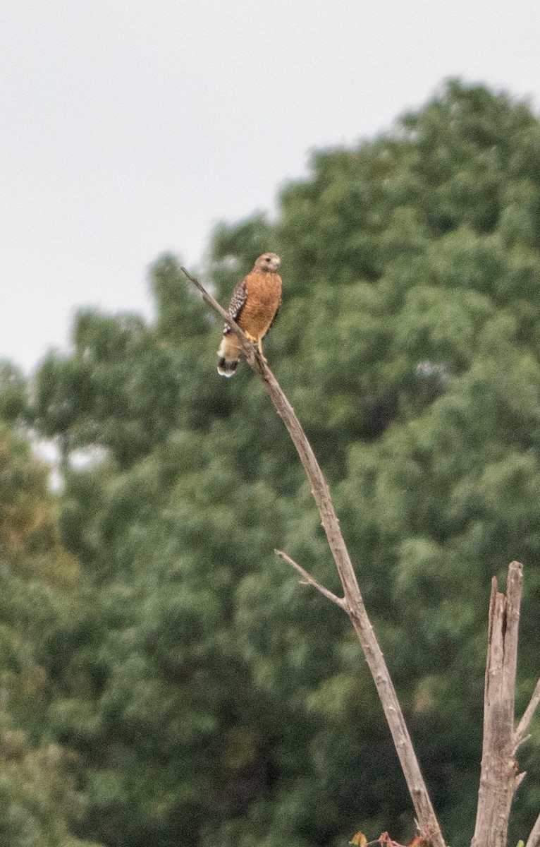 Red-shouldered Hawk - ML610127246