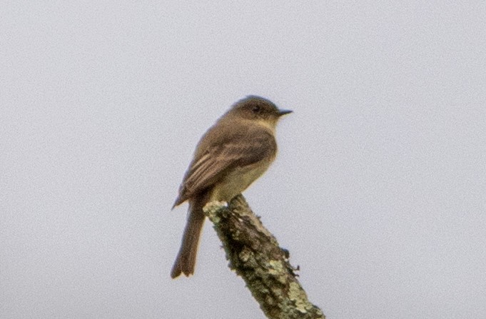 Eastern Phoebe - ML610127251