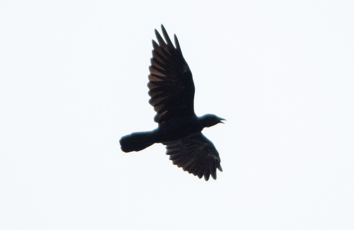 Fish Crow - ML610127252