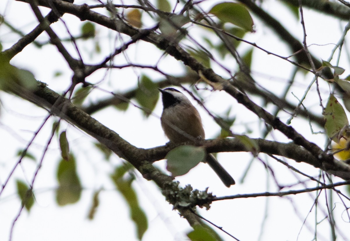 Carolina Chickadee - ML610127256