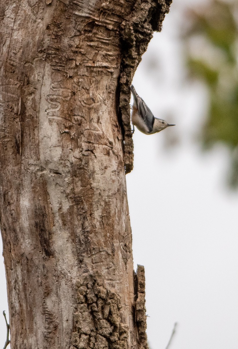 White-breasted Nuthatch - Jacob Hall