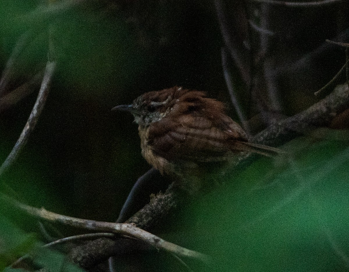 Carolina Wren - ML610127262