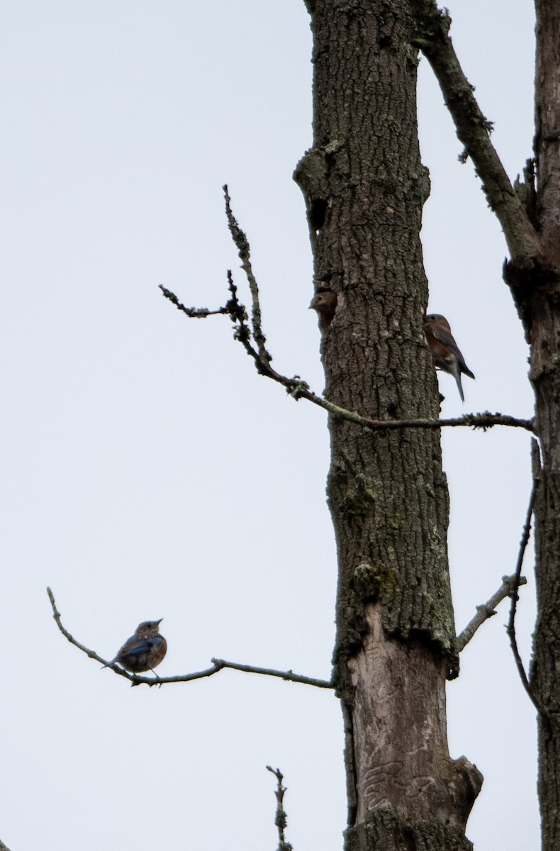 Eastern Bluebird - ML610127263