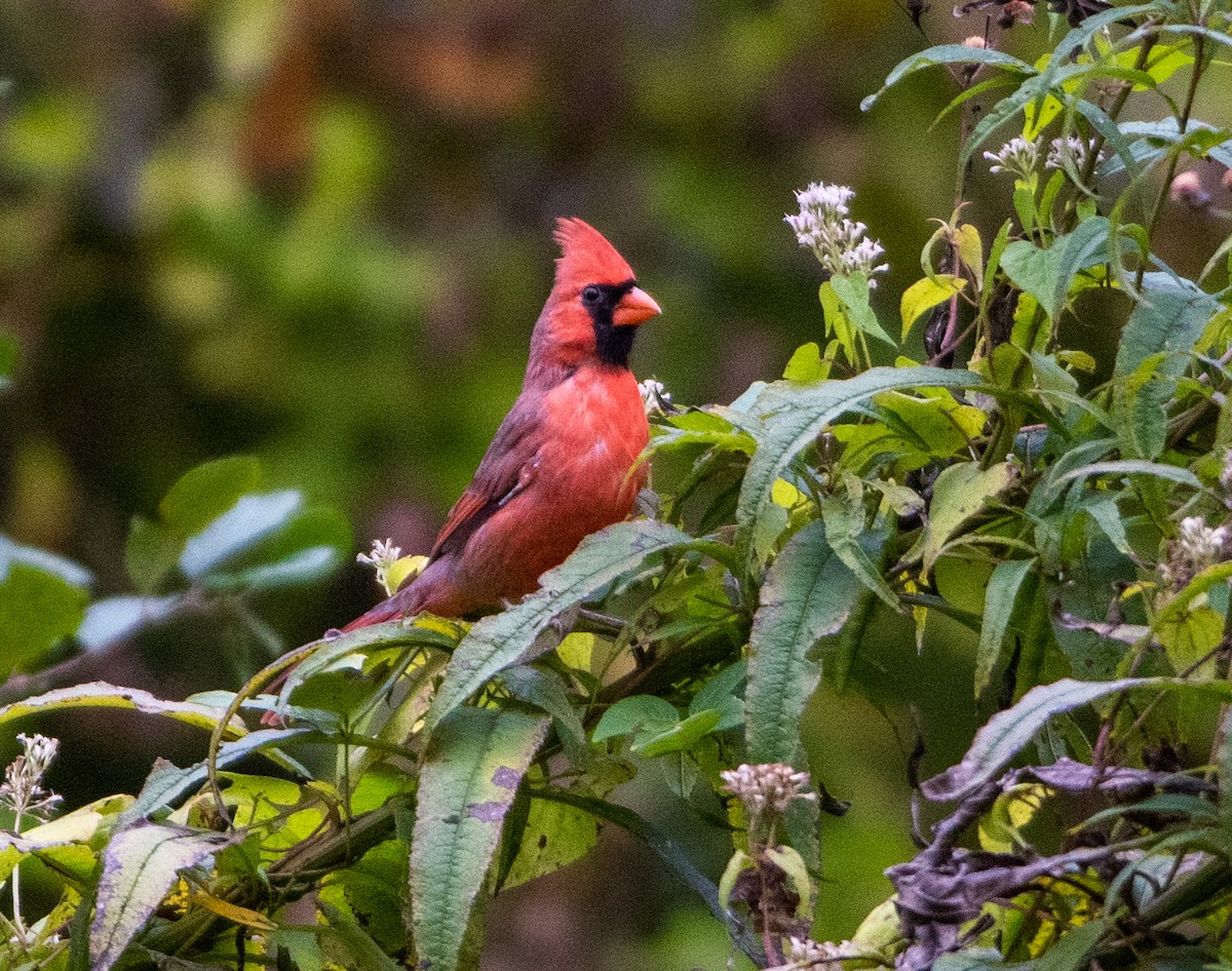 Northern Cardinal - ML610127265