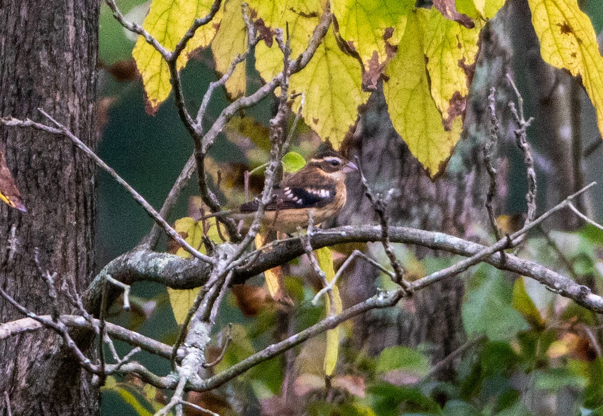 Rose-breasted Grosbeak - ML610127268