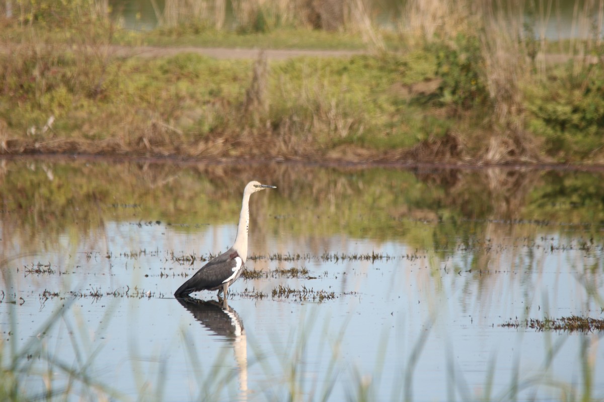 Pacific Heron - ML610127310