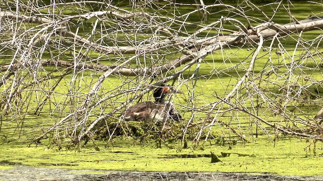 Great Crested Grebe - ML610127316